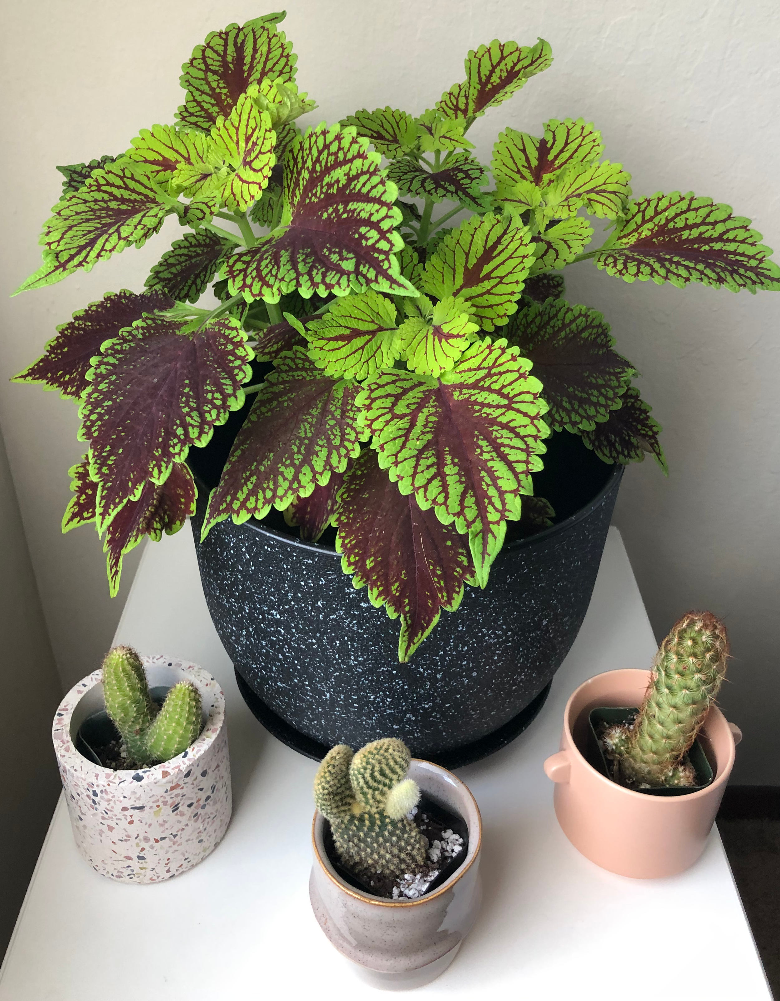  Here are a few of my plants. 