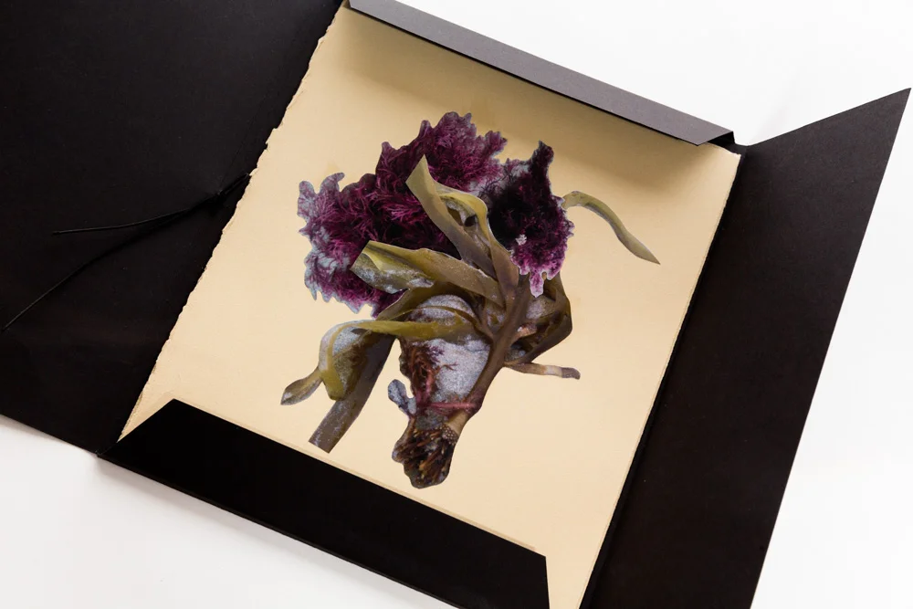   Amphibious  (2016) Artists book, photographic collage on paper. 