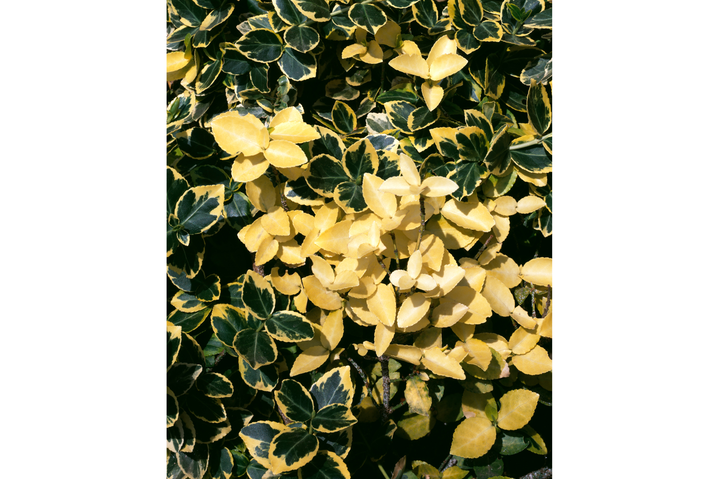 EvaristeMaiga_Plant_Leaves_2_Web.png