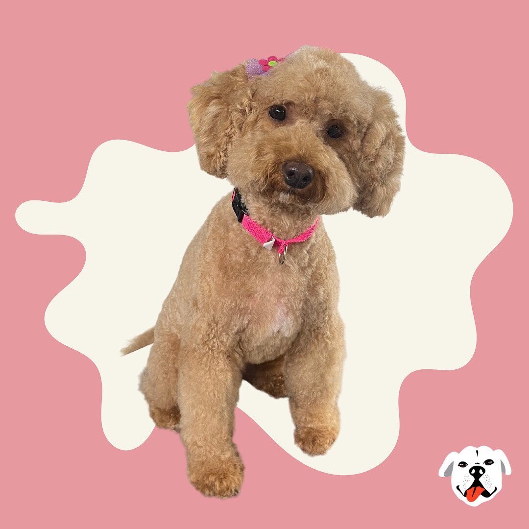 Xochi got a full grooming by Manny 🫧

Book your appointment!

#doggrooming #ledoggiespa #dogdaycare #doggroomer #ledoggiecool