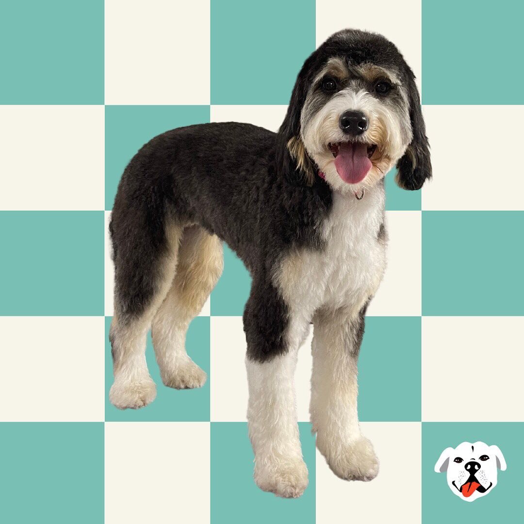 Disco got a full grooming by Manny 🫧

Book your appointment!

#doggrooming #ledoggiespa #dogdaycare #doggroomer #ledoggiecool