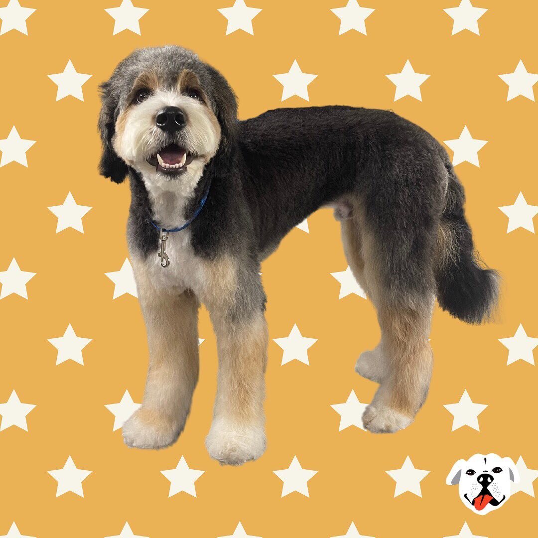 Louie got a full grooming by Manny 🫧

Book your appointment!

#doggrooming #ledoggiespa #dogdaycare #doggroomer #ledoggiecool