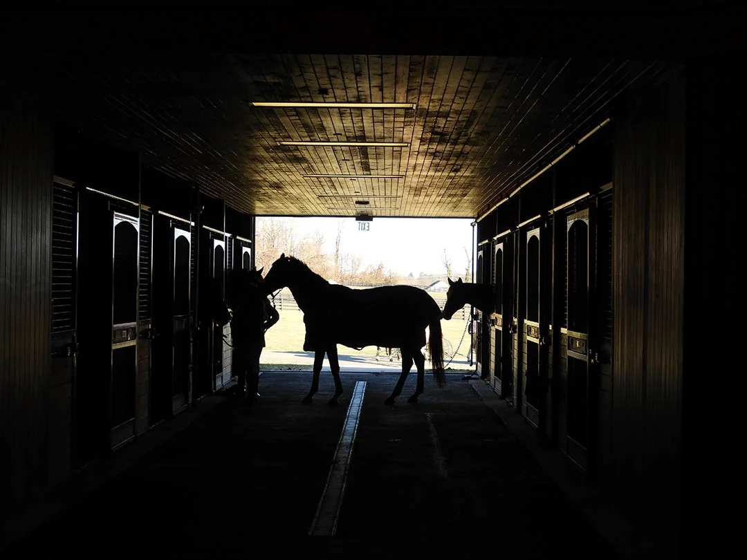 horseshadowS.jpg