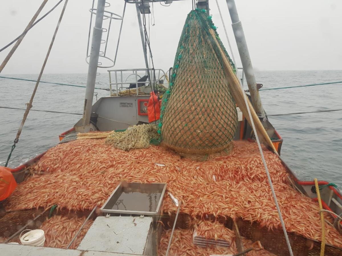 The Scow - Trawling for shrimp using two nets on the bottom. These nets  have LED lights on the footrope - the bottom front of the net - to drive  out unwanted
