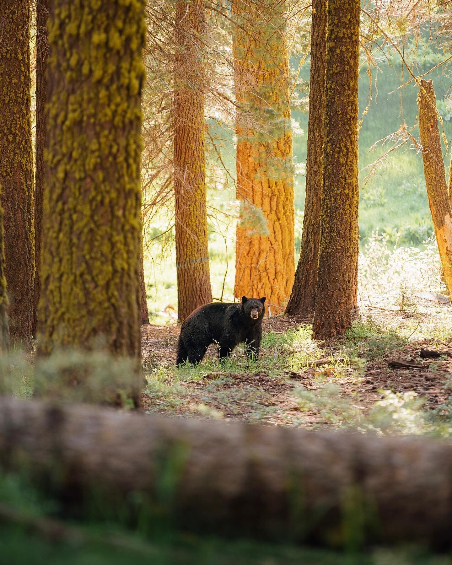 🐻 @nationalparkservice