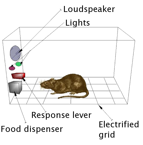 An operant condition chamber (a.k.a. Skinner box) is used to show how brains are easily wired to repeat behaviors based upon positive and negative reinforcement. In this diagram, we are the rodents, social media is the lever, and Likes are the food.