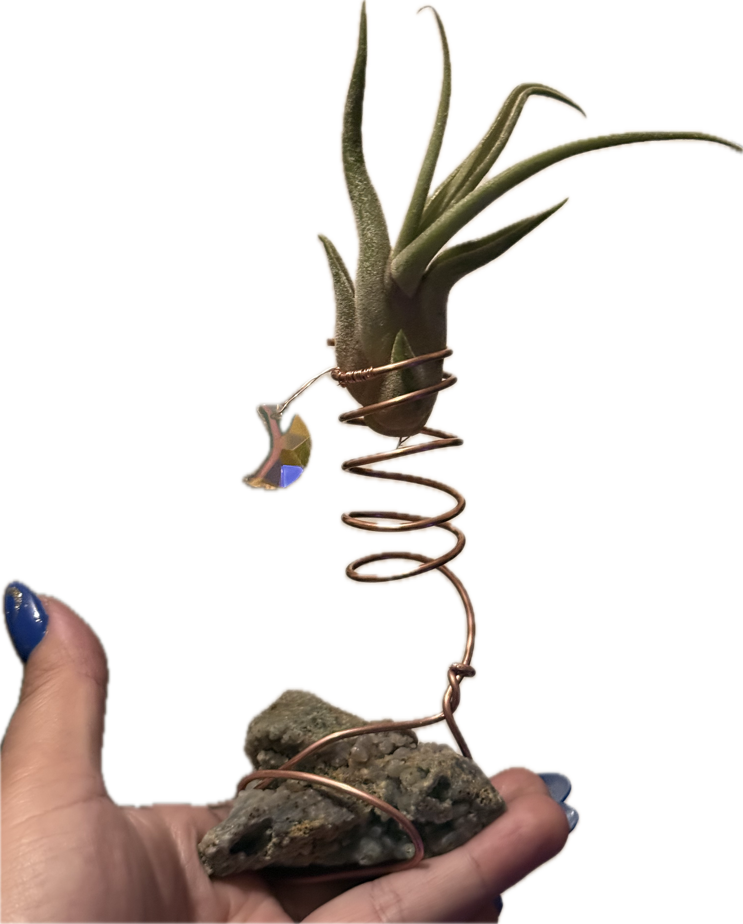 Sun and moon aroids3.png