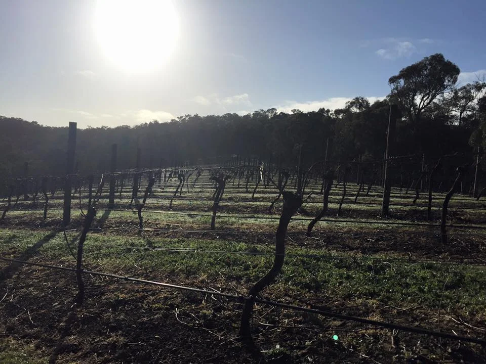 vines in winter.jpg