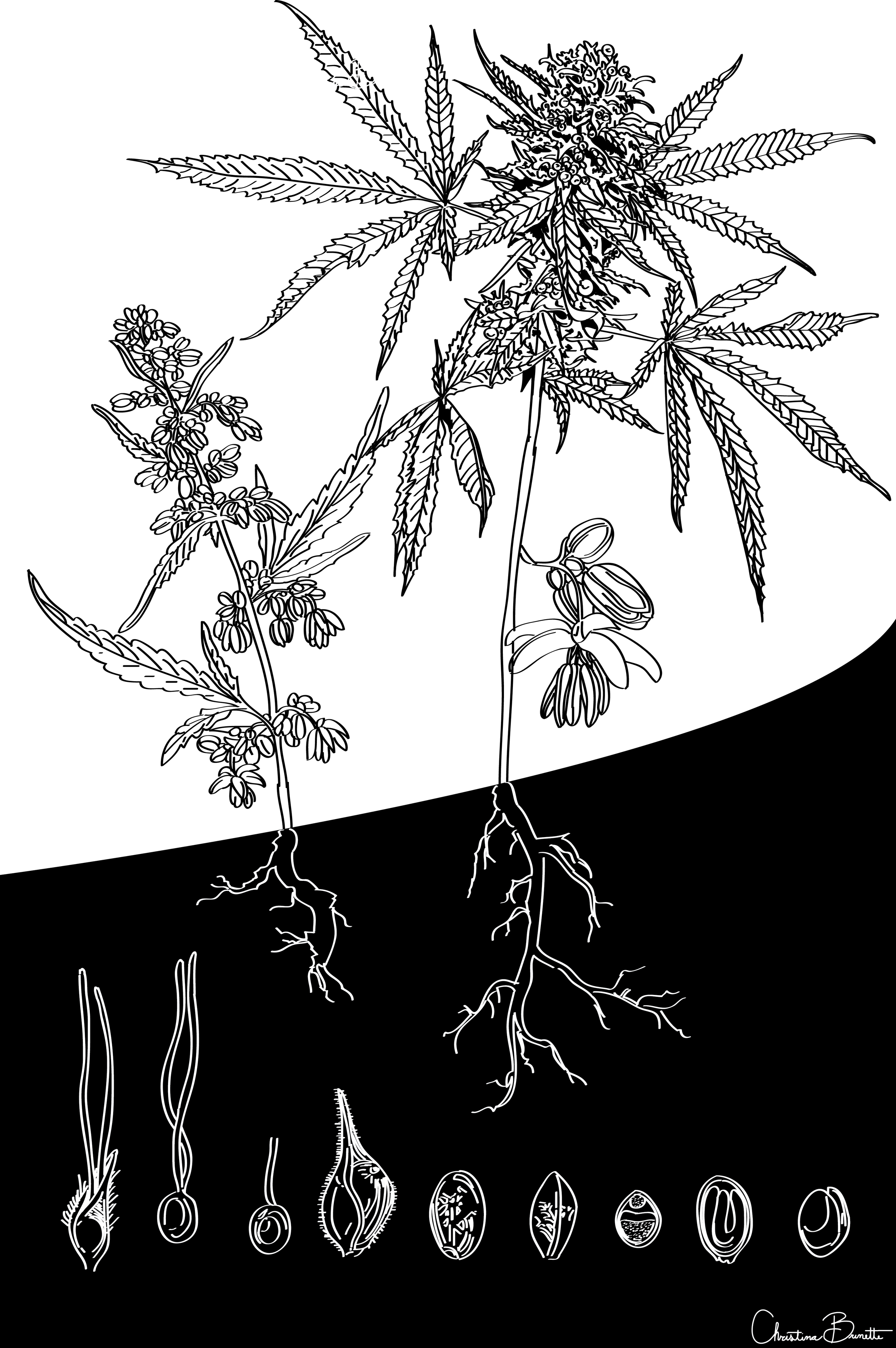 Herb
