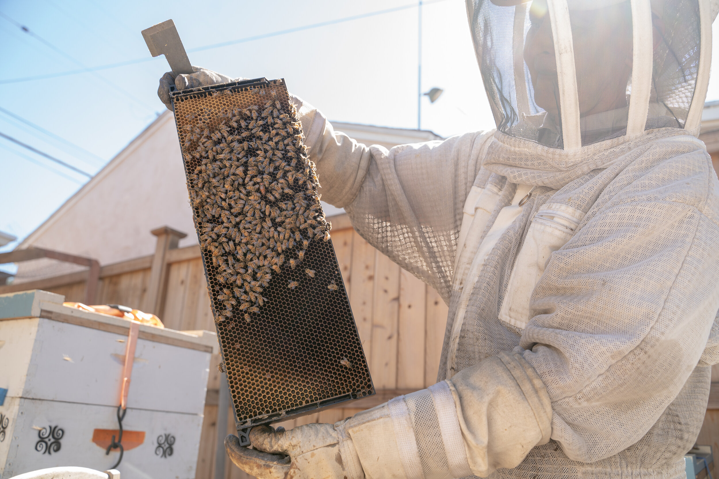 Potter holds up some of her bees.