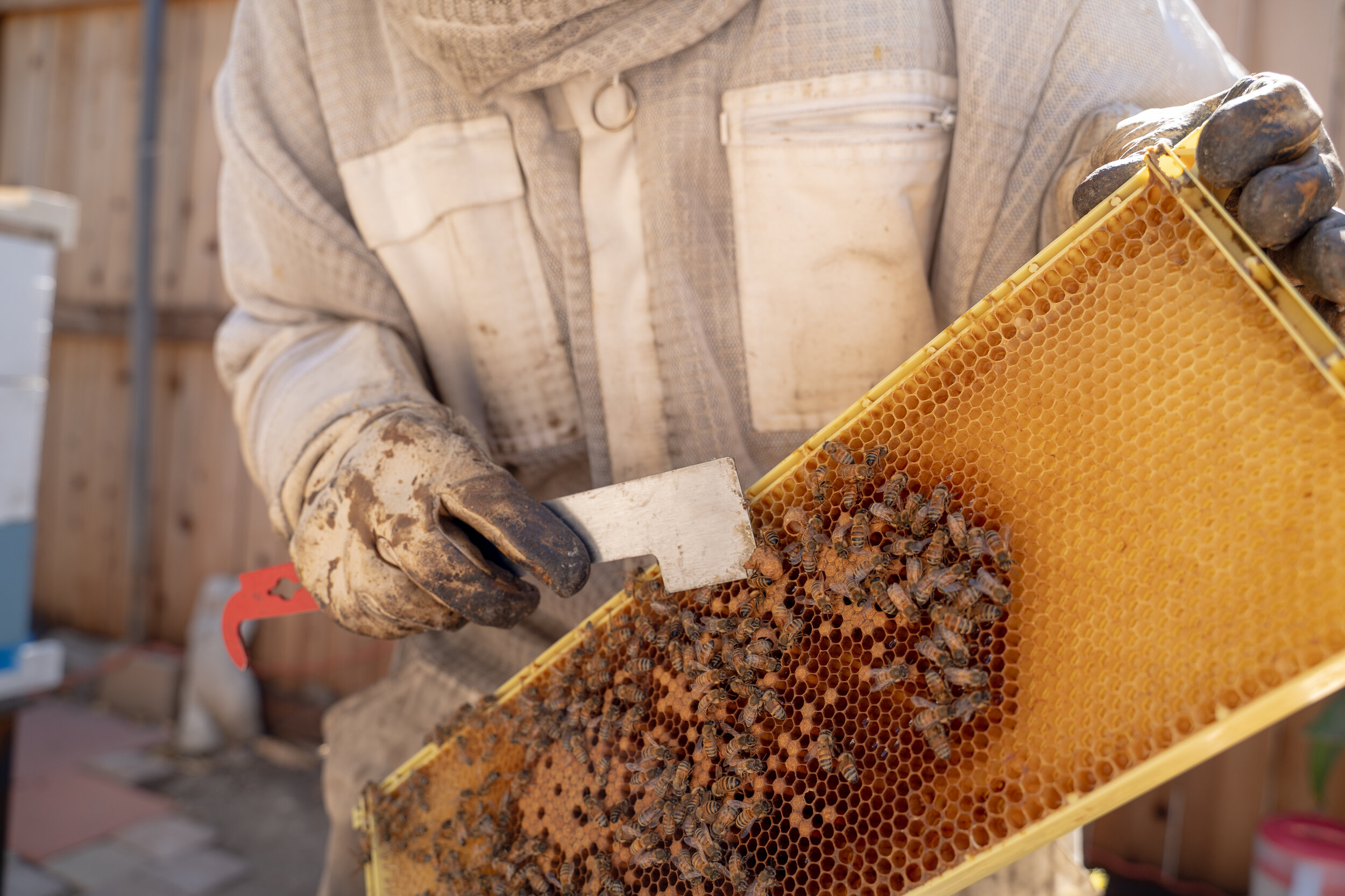 Potter scrapes bees off of honeycomb.