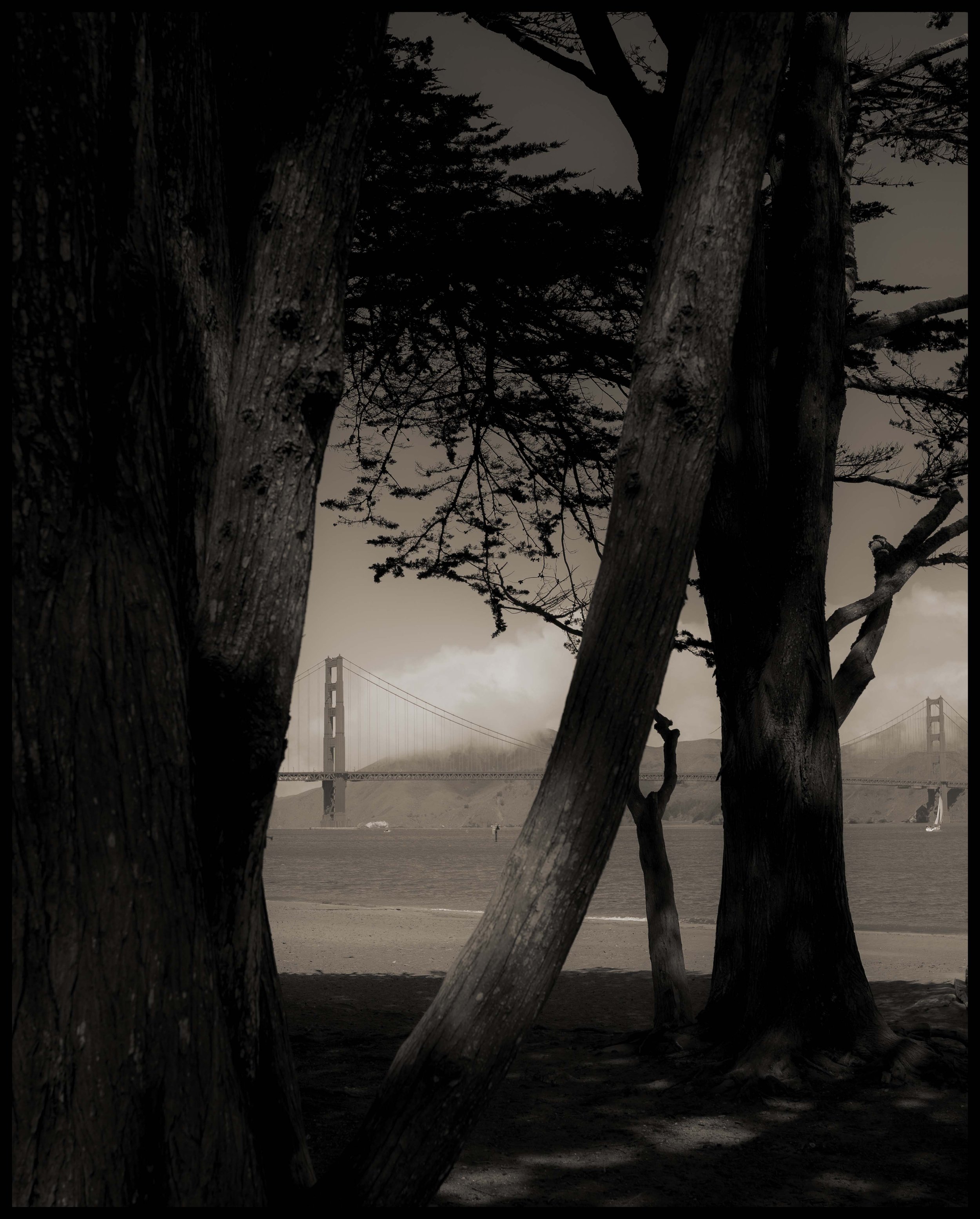 Golden Gate Bridge through trees on the coast.