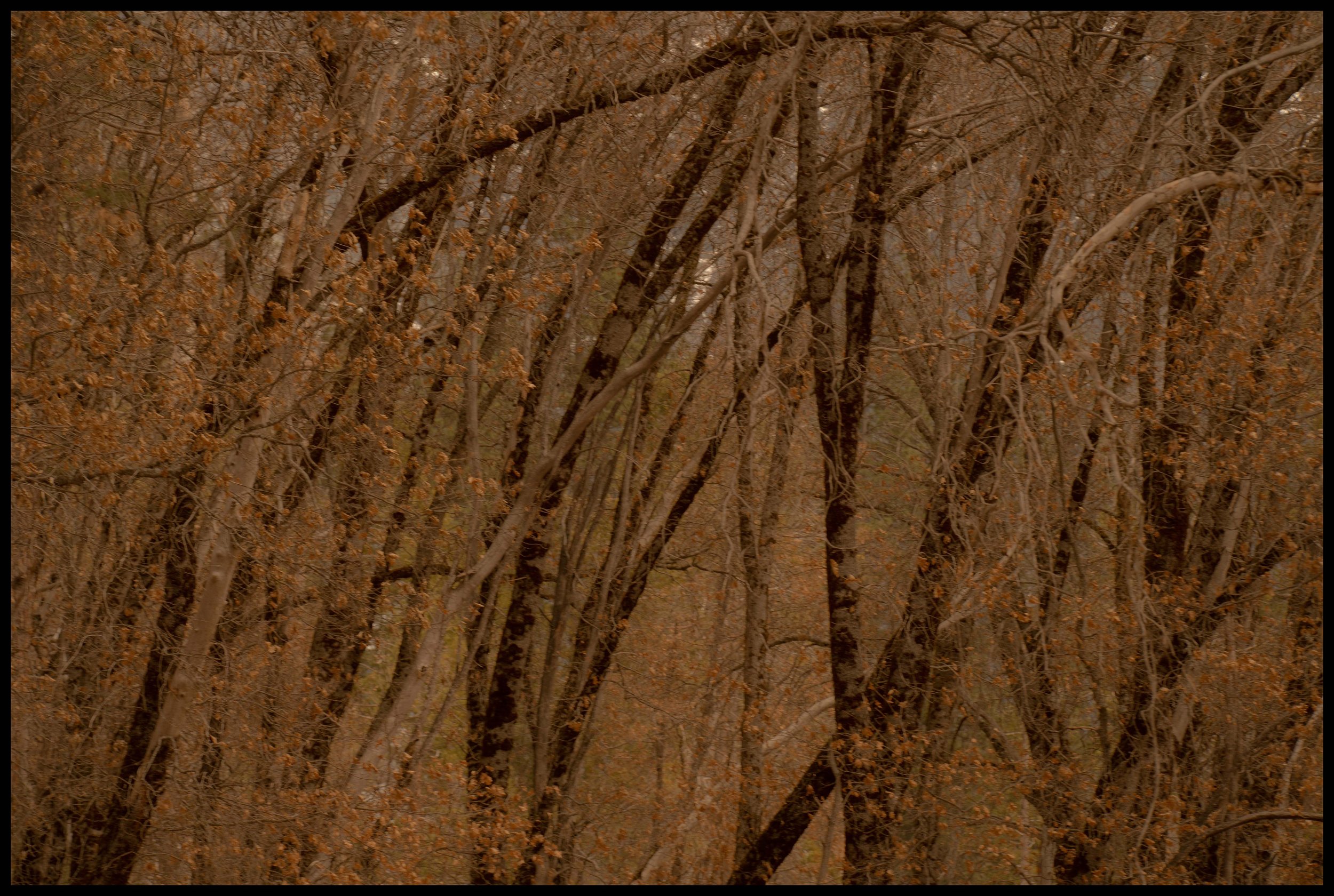 Orange leaves and bending trunks in Yosemite National Park.