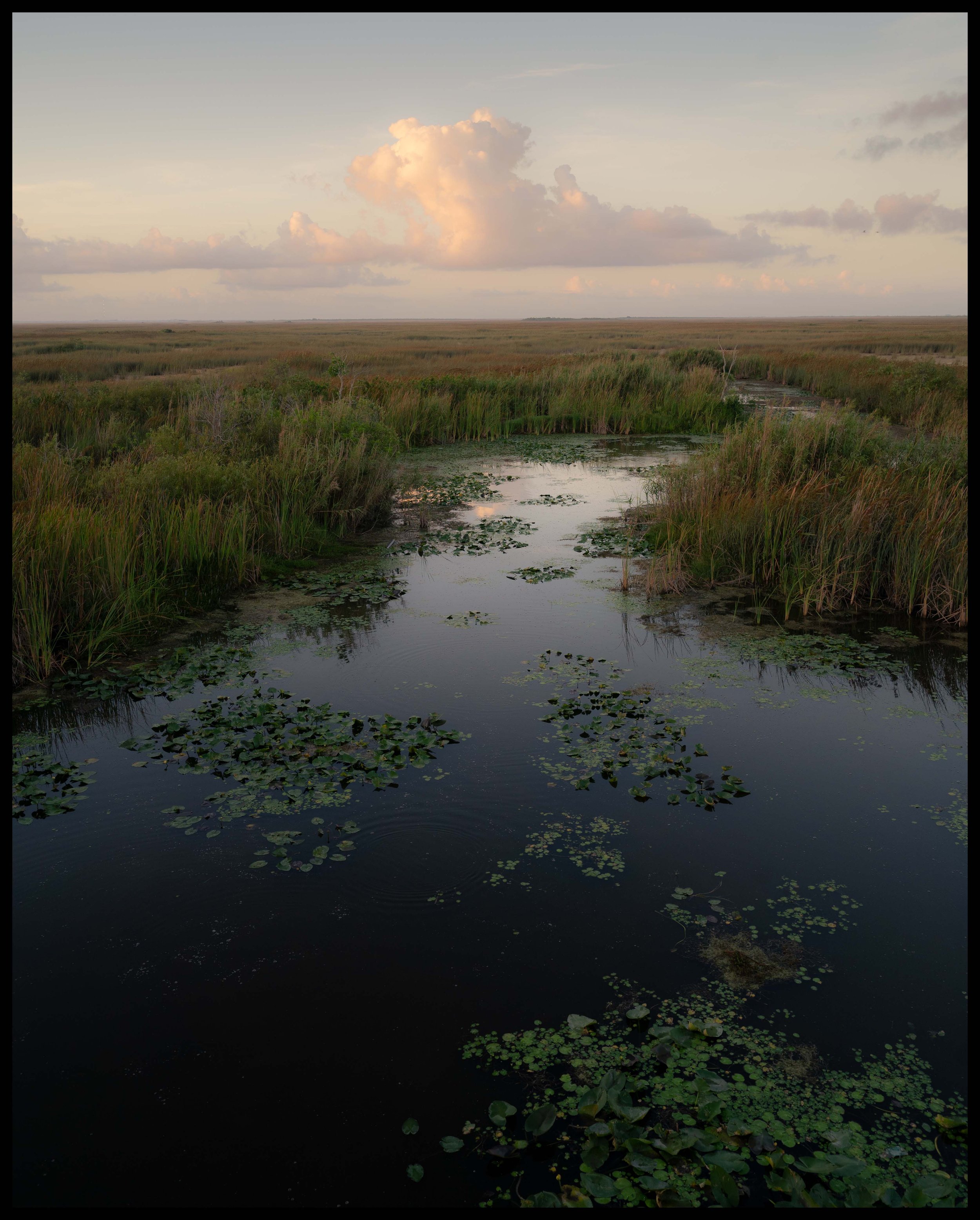 A cloud trails above Lily Pads and Sawgrass in the Everglades.