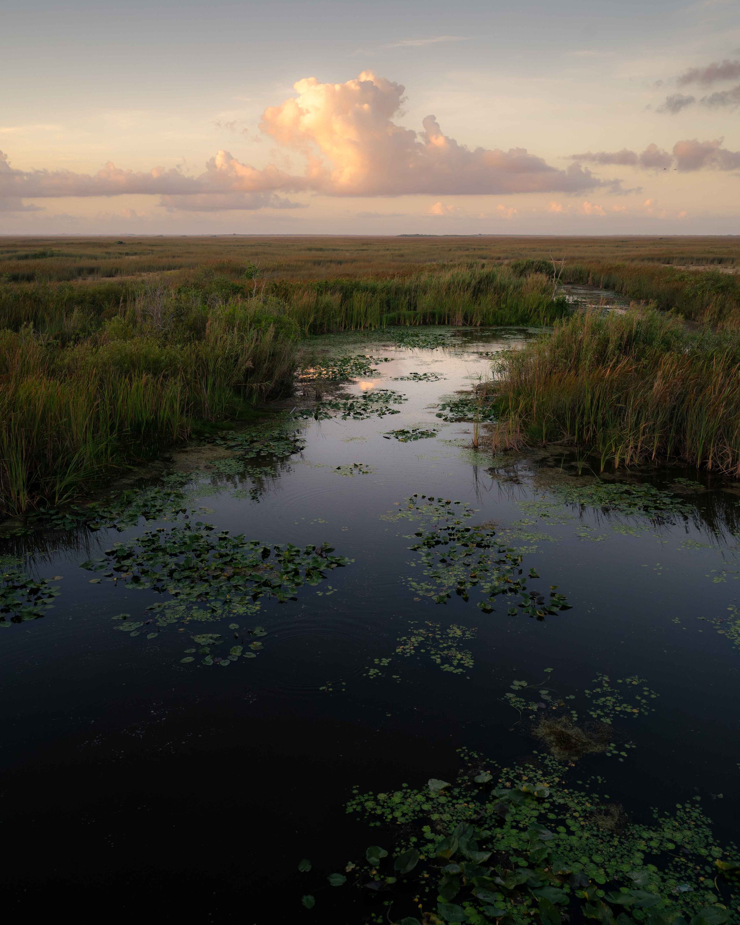 Everglades Cloud-2.jpg