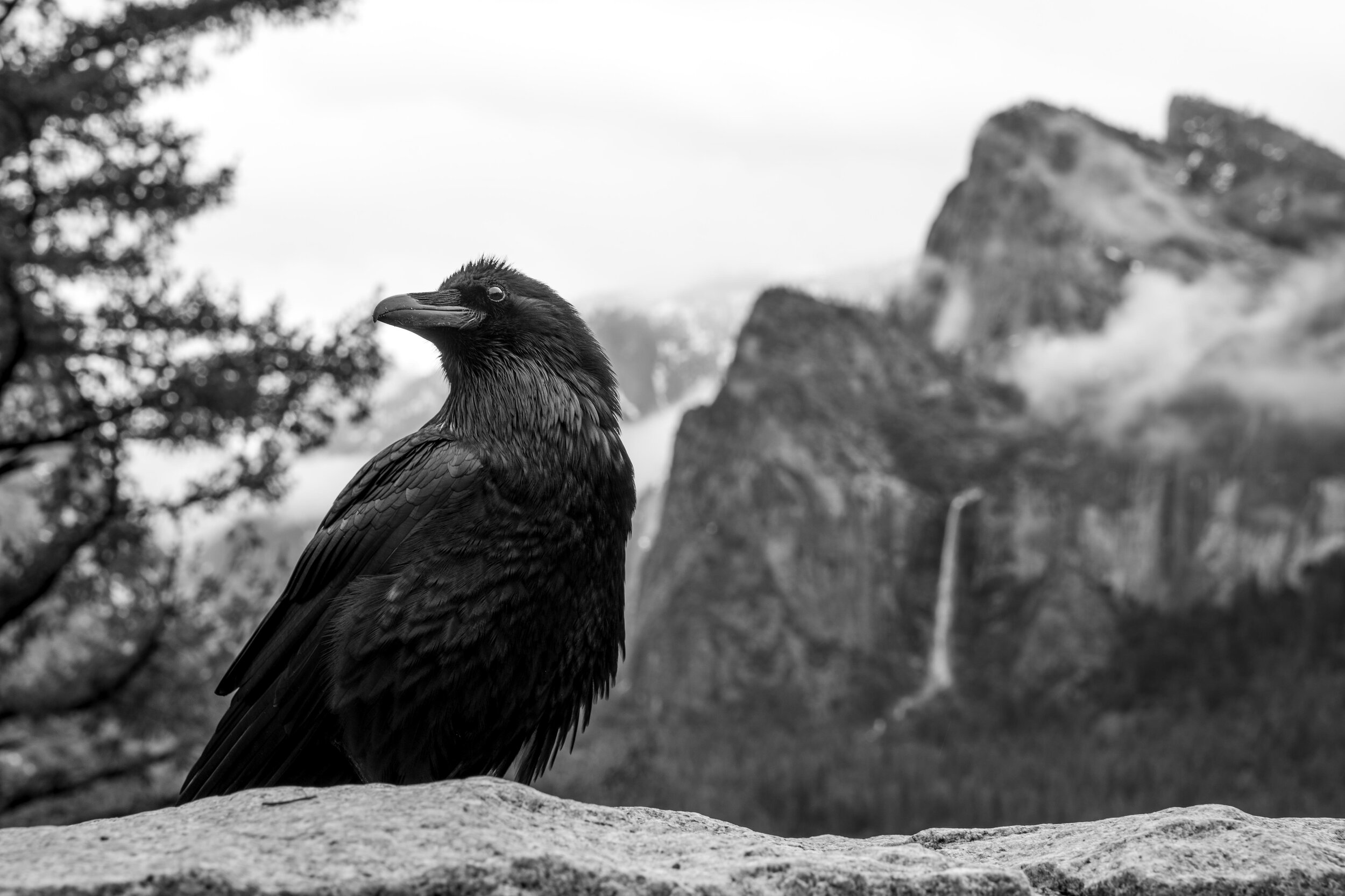 A raven sits in front of a waterfall in Yosemite National Park.