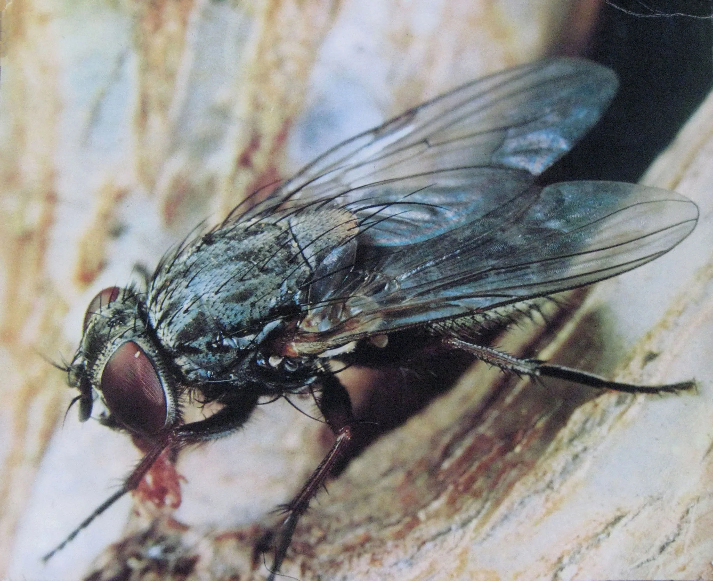 Carla Cescon, Scott Donovan, Supernature, Firstdraft.jpg