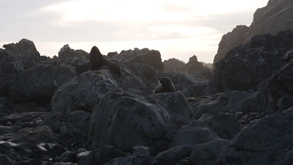 Image 4_Aotearoa.jpg