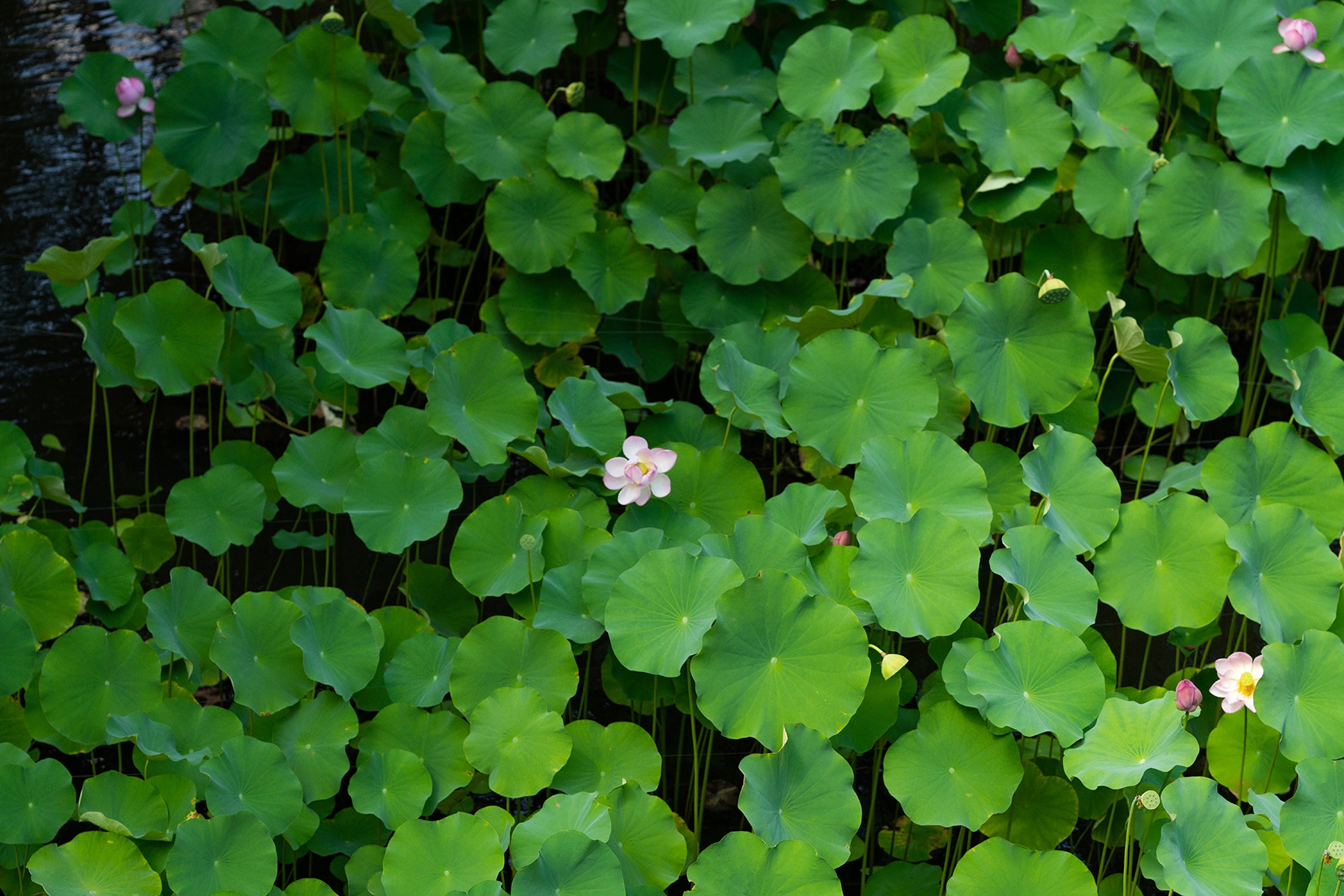 20180801landscape_075web.jpg
