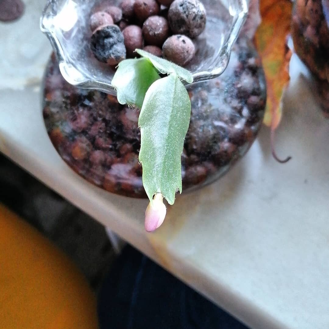 Hello again Instagram people. I have returned. Check out my Christmas cactus. It's blooming!