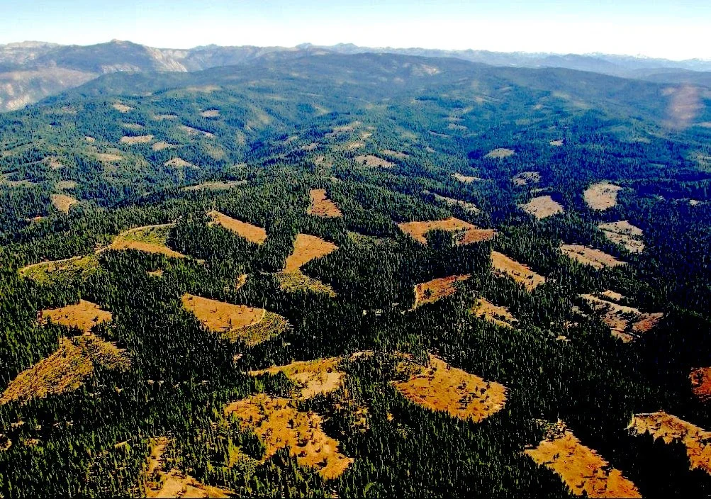 We Need To Talk About Clearcutting...