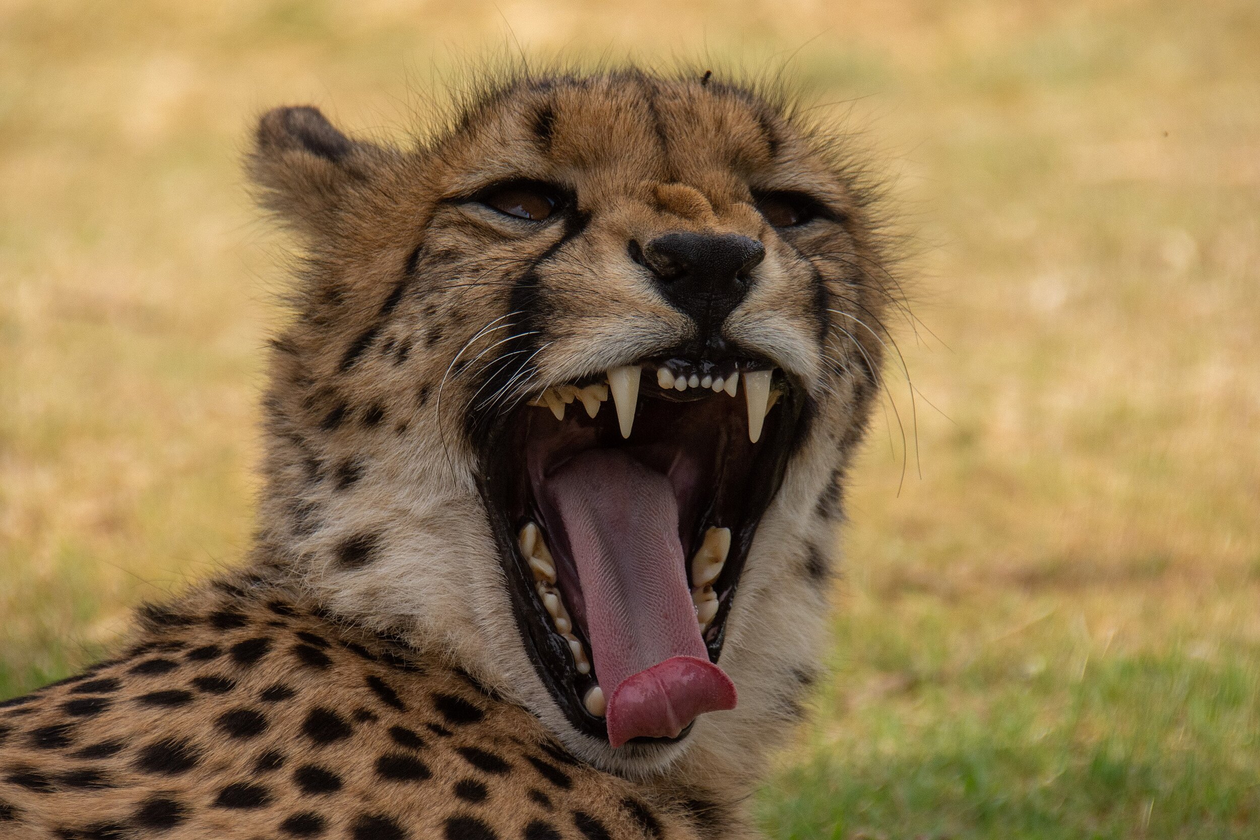 Big ‘ol Cheetah Teeth