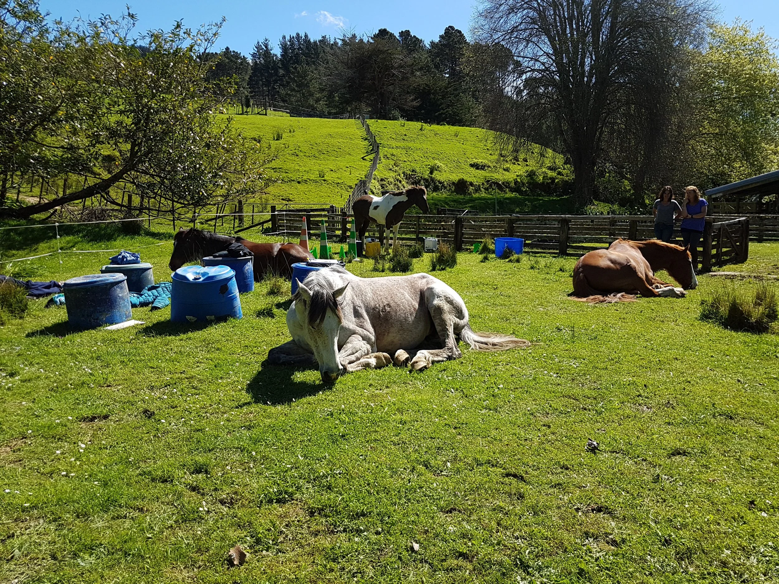 2018 Horses lying down.jpg