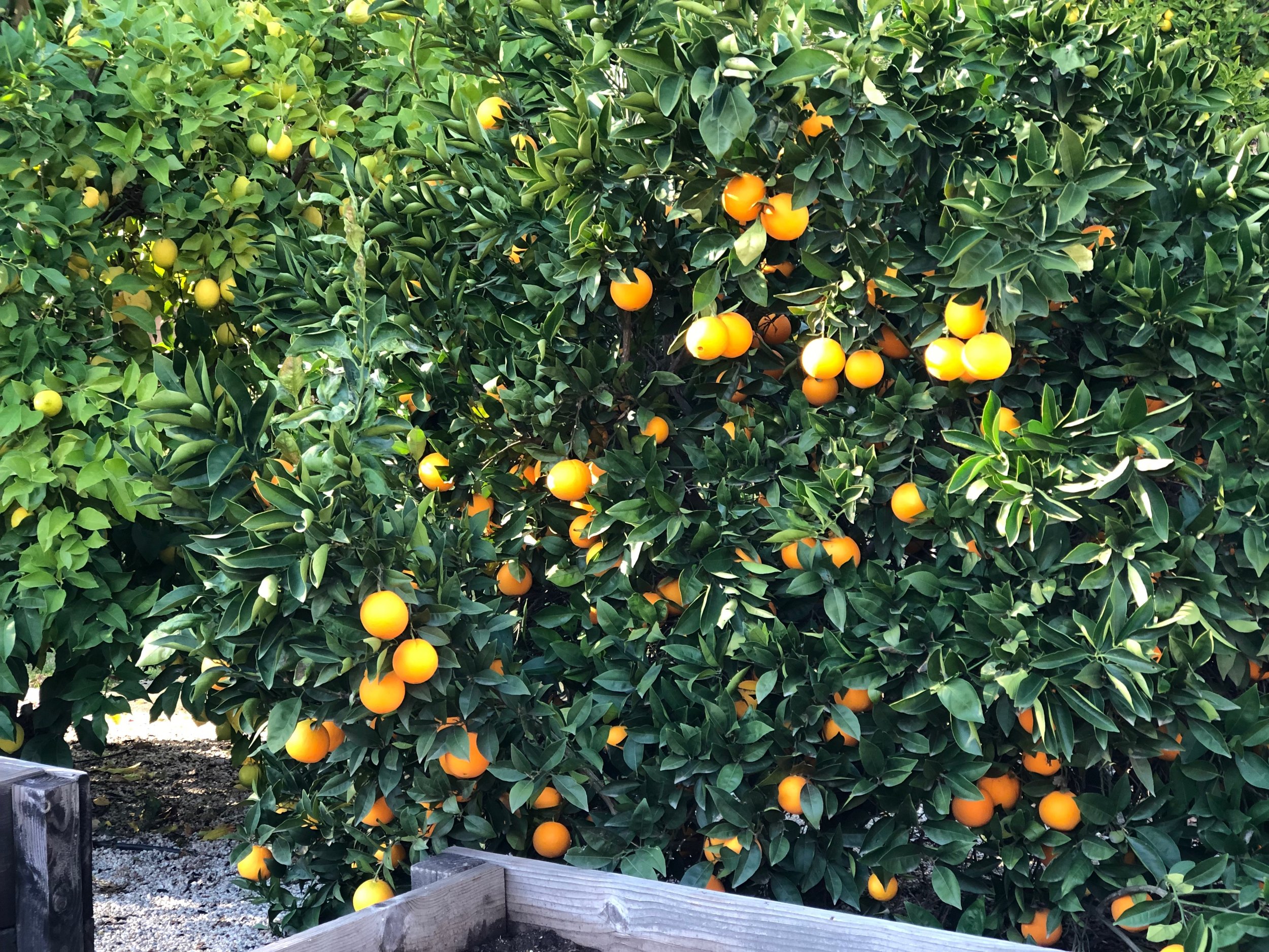 Fruit Tree Care And Planting — Yard To Fork