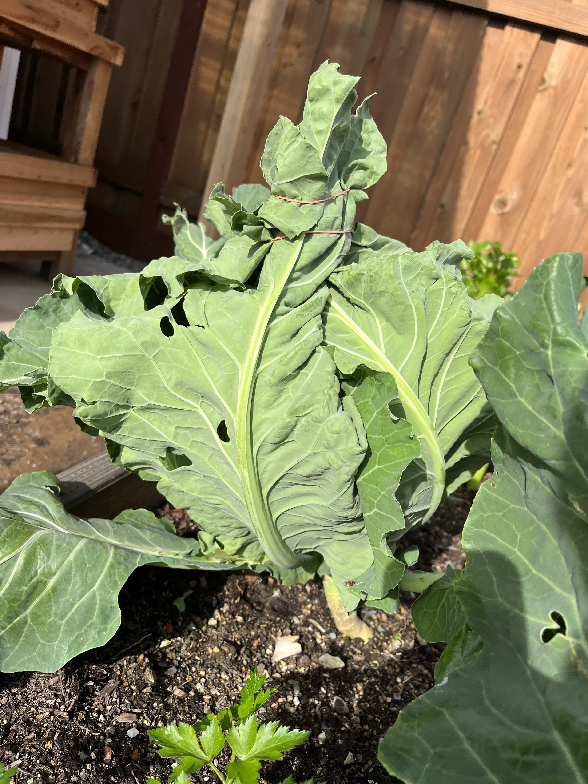 Tips to Blanch Cauliflower