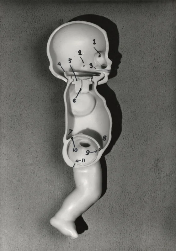 Doorsnede van een pop van kunststof. Nederland, 1950. Cross-section of a plastic doll. The Netherlands, 1950.