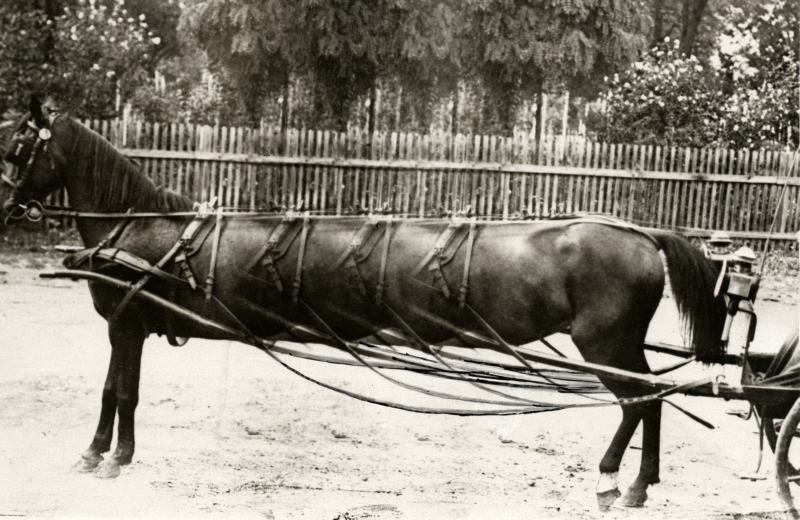 Foto van een zogenaamd superpaard dat in Rotterdam te bewonderen zou zijn. Fotomontage, 1928. Picture of a so called super horse that can be admired in Rotterdam. Photomontage, 1928.