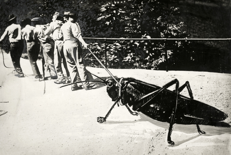 De nieuwe aanwinst van de Haagse dierentuin, 1932. The latest acquisition of the zoo in The Hague, 1932.