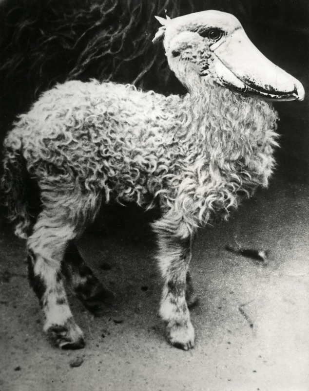 Schaapelikaan, 1932. Scheepelican, 1932.