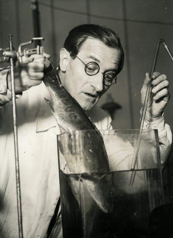 Oostenrijkse professor Sacrauri ontdekt sporen goud in visschubben. Het goud komt voornamelijk voor in zeevissen ( o.a. haring) die kort voor de paartijd moeten worden gevangen, 1936. Austrian professor Sacrauri discovers traces of gold in fish scales, primarily in sea fish (herring) caught just before mating season, 1936.