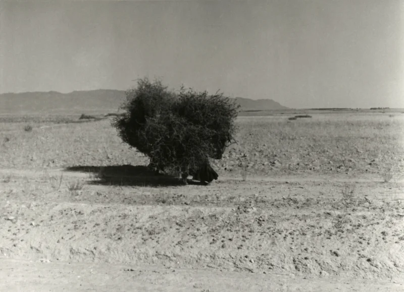 Onderweg in Tunesië in 1953 komen ze een man tegen die takkenbossen op zijn rug draagt over een weg door de woestijn. On their way in Tunisia in 1953 Peter Pennarts and Jan Glissenaar meet a man carrying faggots on his back on a road in the dessert.