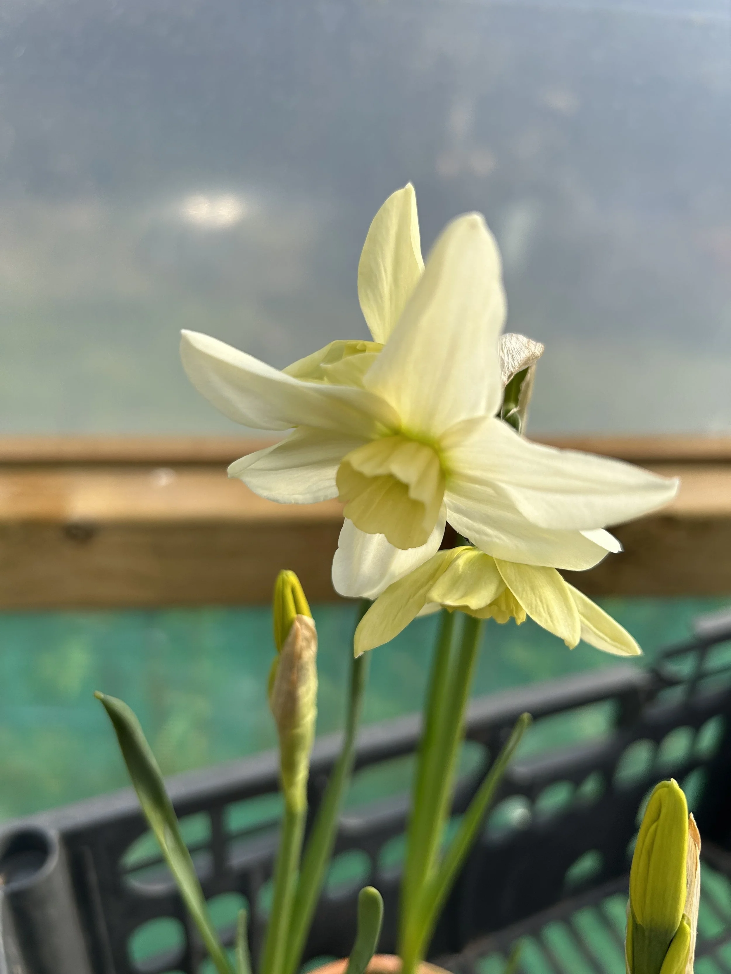 jpgscented narcssi.jpg