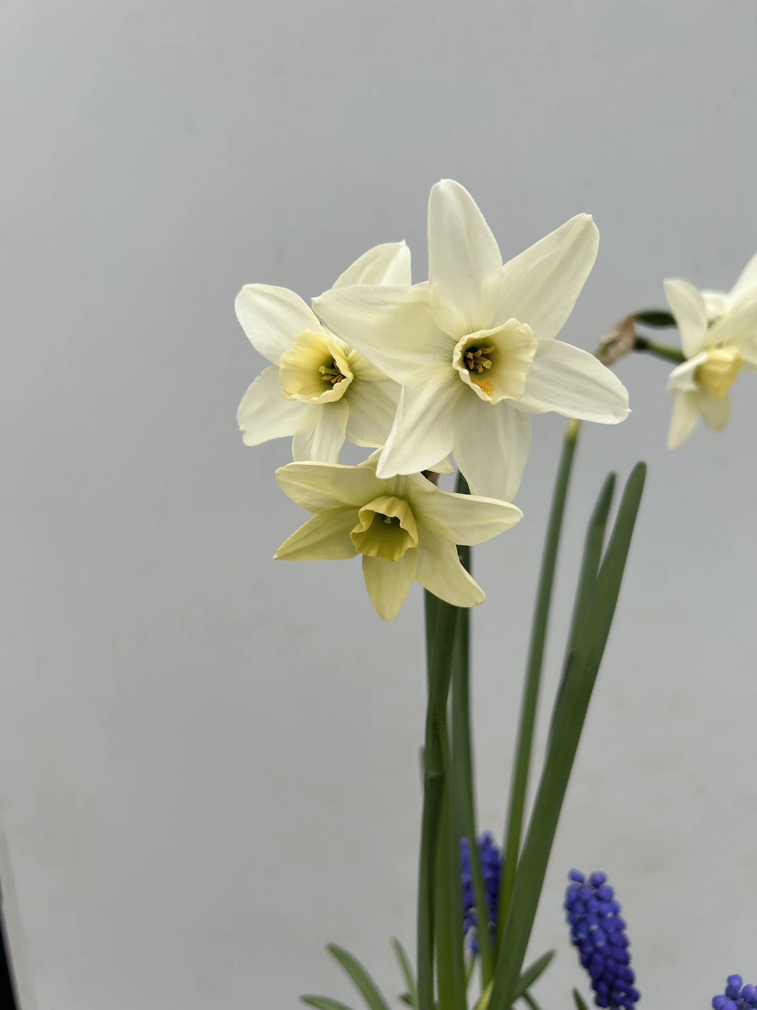 Jpg scented narcssi.jpg