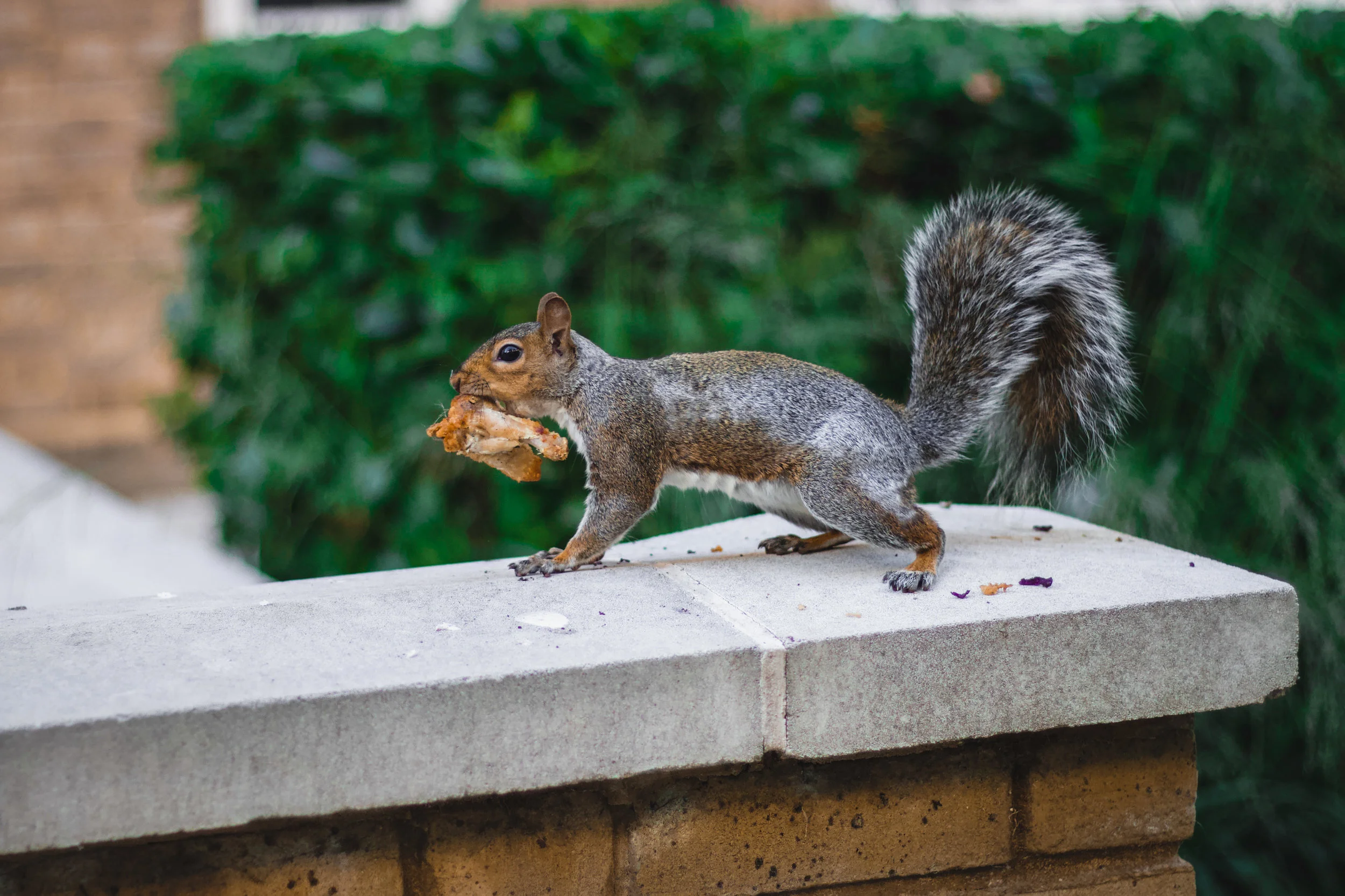 Squirrel Control And Squirrel Nest Removal F1 Pest Control Brackley Squirrel Control And Squirrel Nest Removal F1 Pest Control Brackley