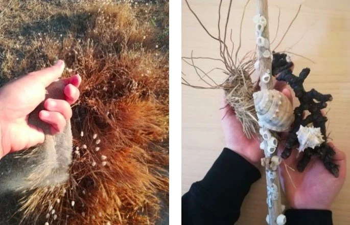 Passo dopo passo: da cosa nasce cosa - passeggiata in riva al mare e laboratorio per famiglie