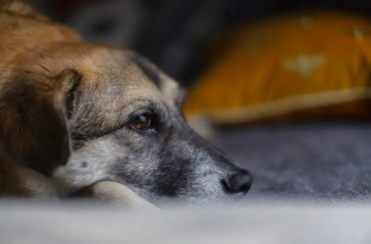 Our boy Fred is the grumpiest boy alive, but also the prettiest. I could genuinely look at him all day 🤩&bull; &bull; &bull; &bull;

#petphotography #petphotographer #familyphotographer #dogsofinstagram #dogsofinsta #adoptdontshop #romanianrescuedog