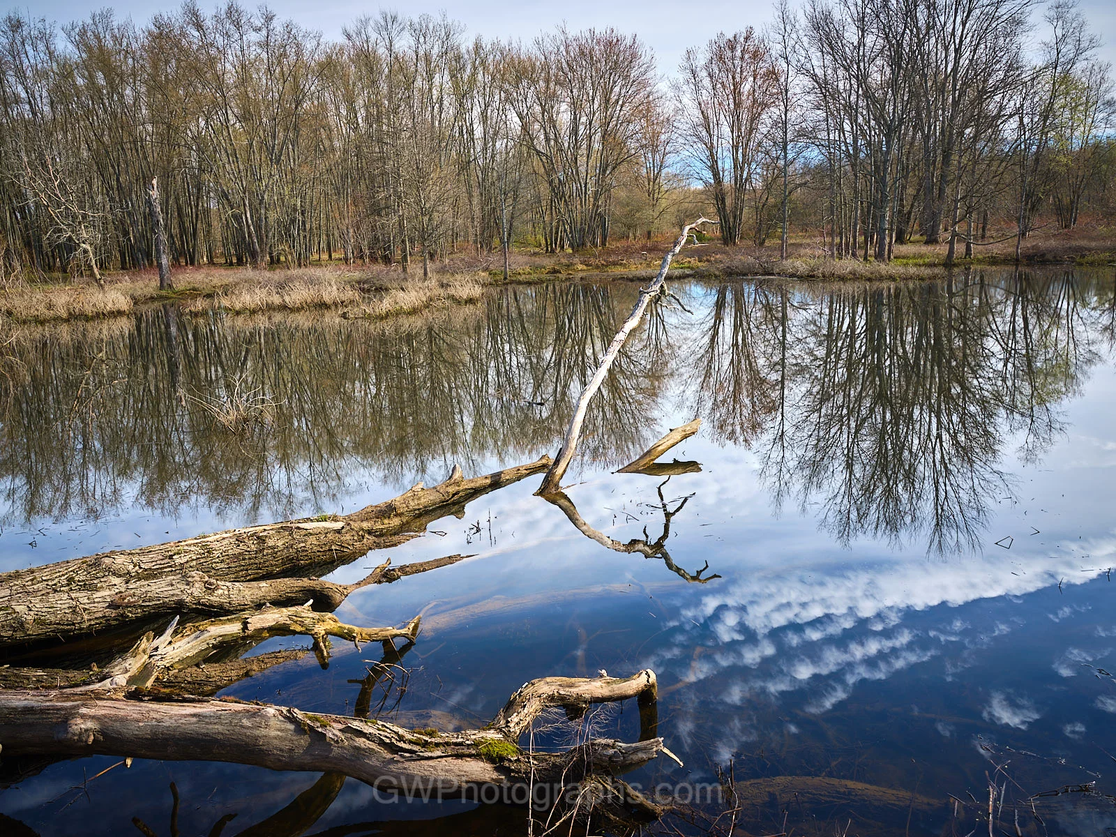 Tree in Water.jpg