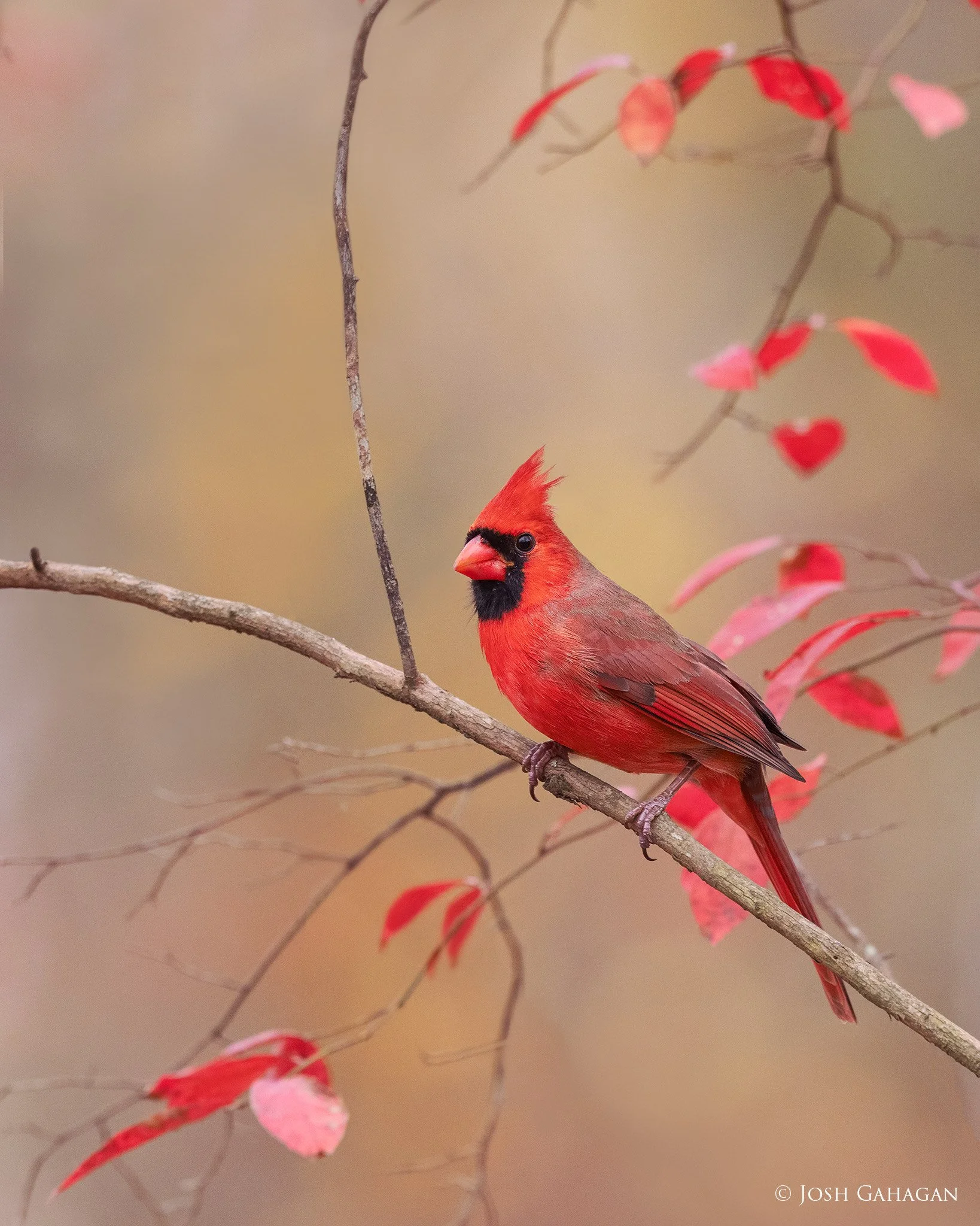 Josh Gahagan Nature Photography