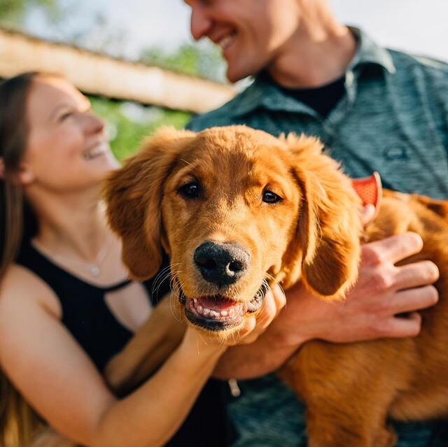 Appreciation post for the MVPs of this engagement session. #chonk #suzie #goldensofinstagram #goldensofig #cowsofinstagram