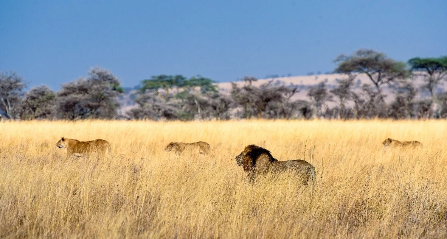 Why the Kenya Tanzania Explorer Is the Safari You’ve Been Waiting For