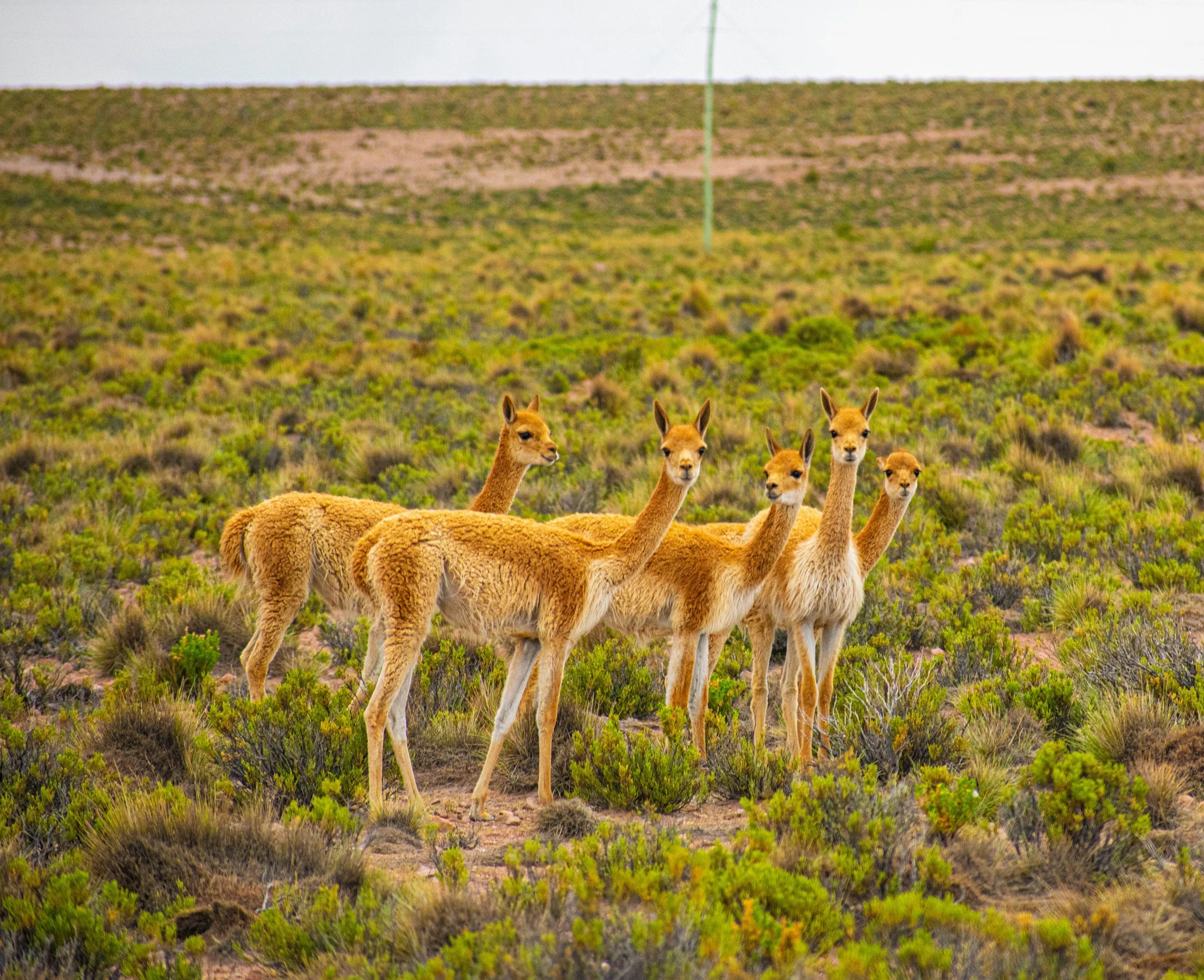 Atacama Desert
