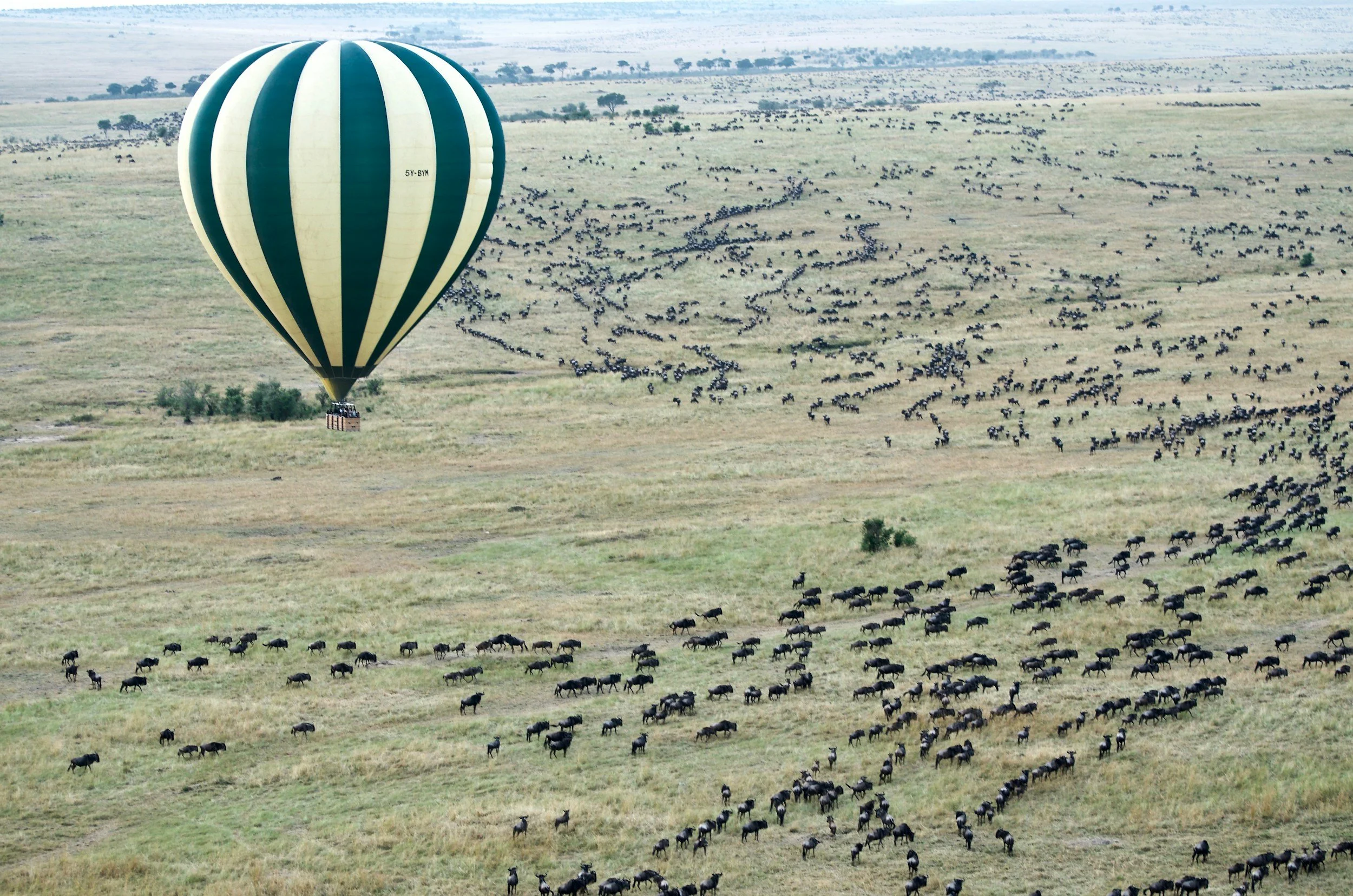 Africa safari 2026