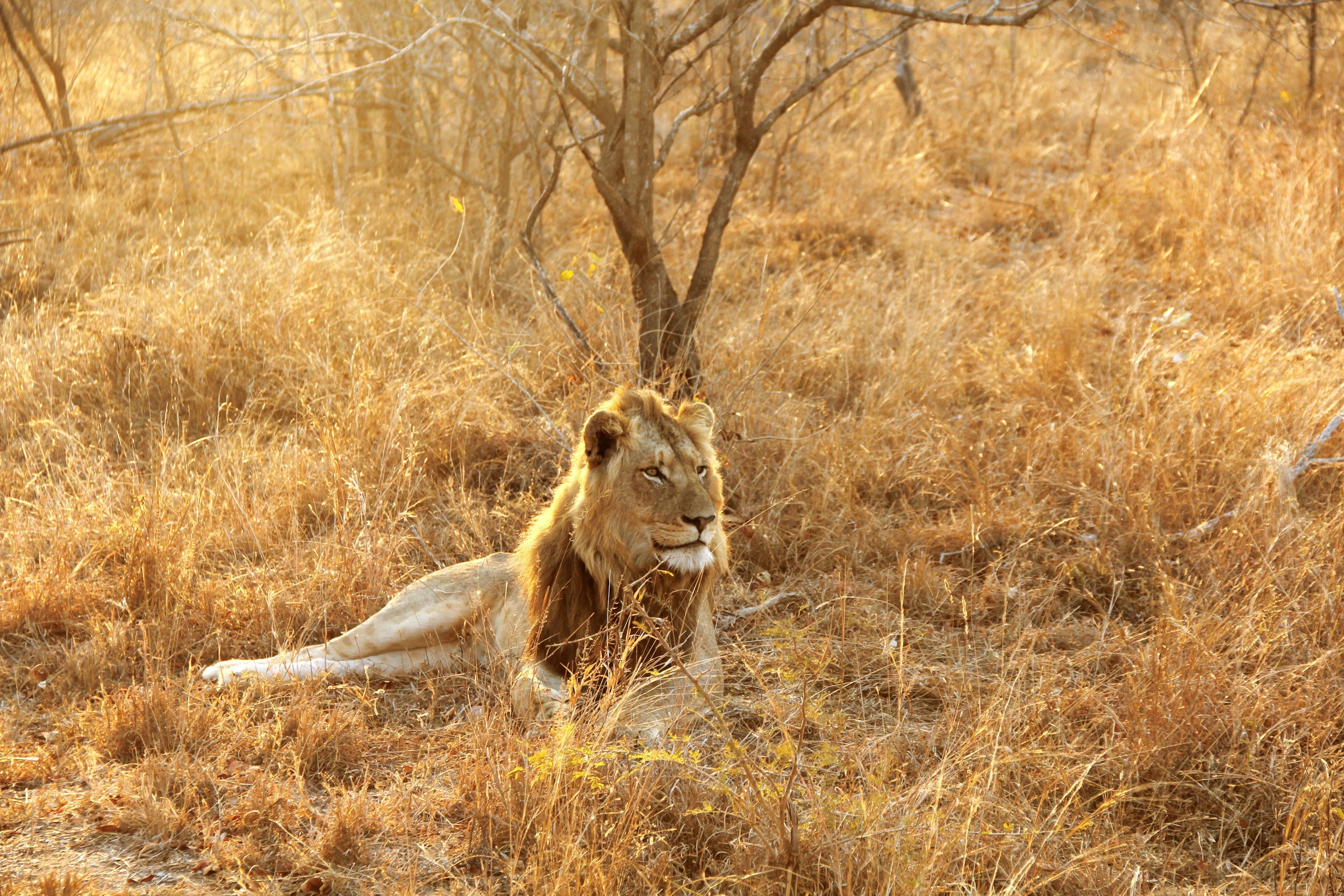 Best Time to Visit Kruger National Park: Month-by-Month Guide (2026-2027)