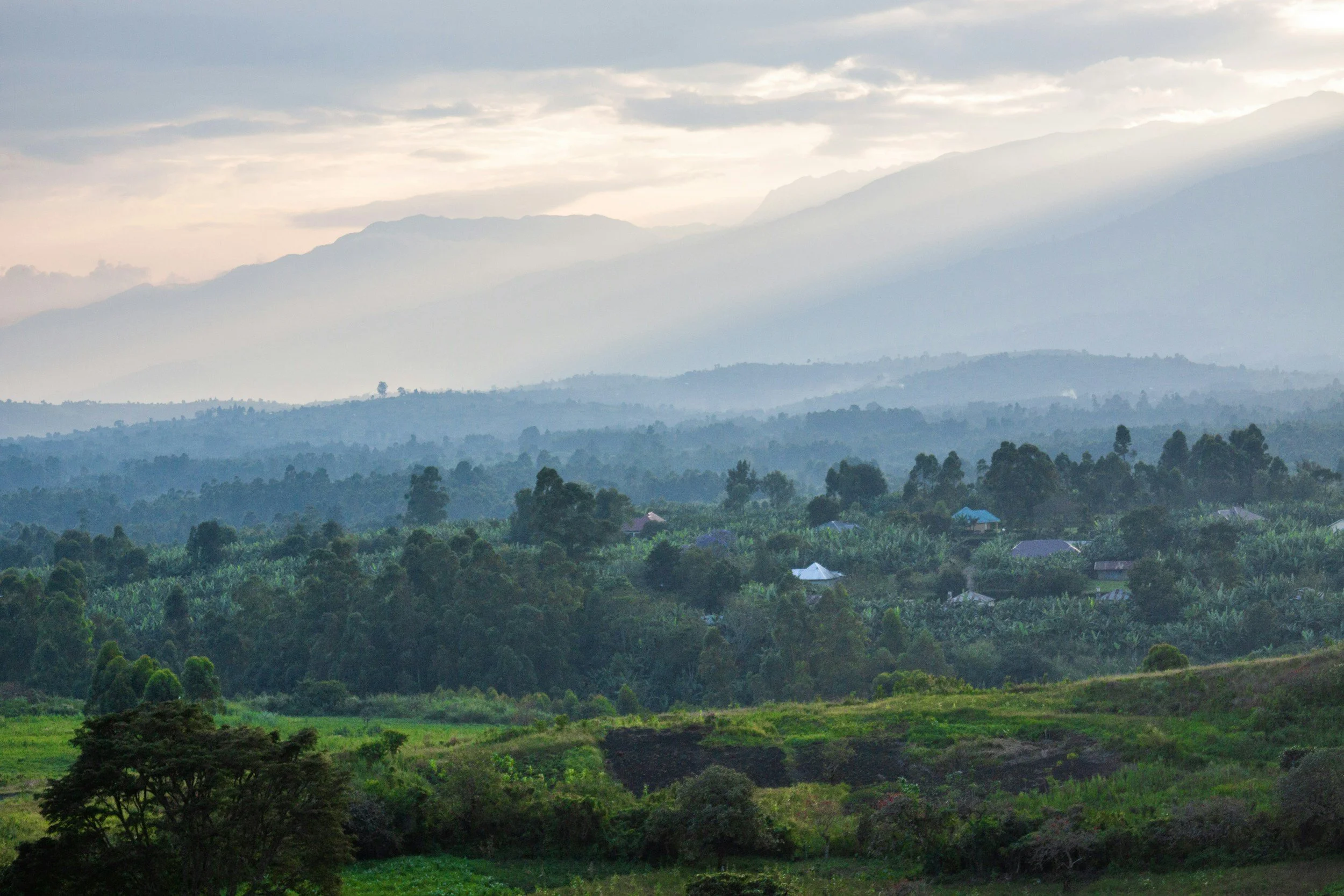 The Best Time to Visit Uganda for Gorillas and Safari