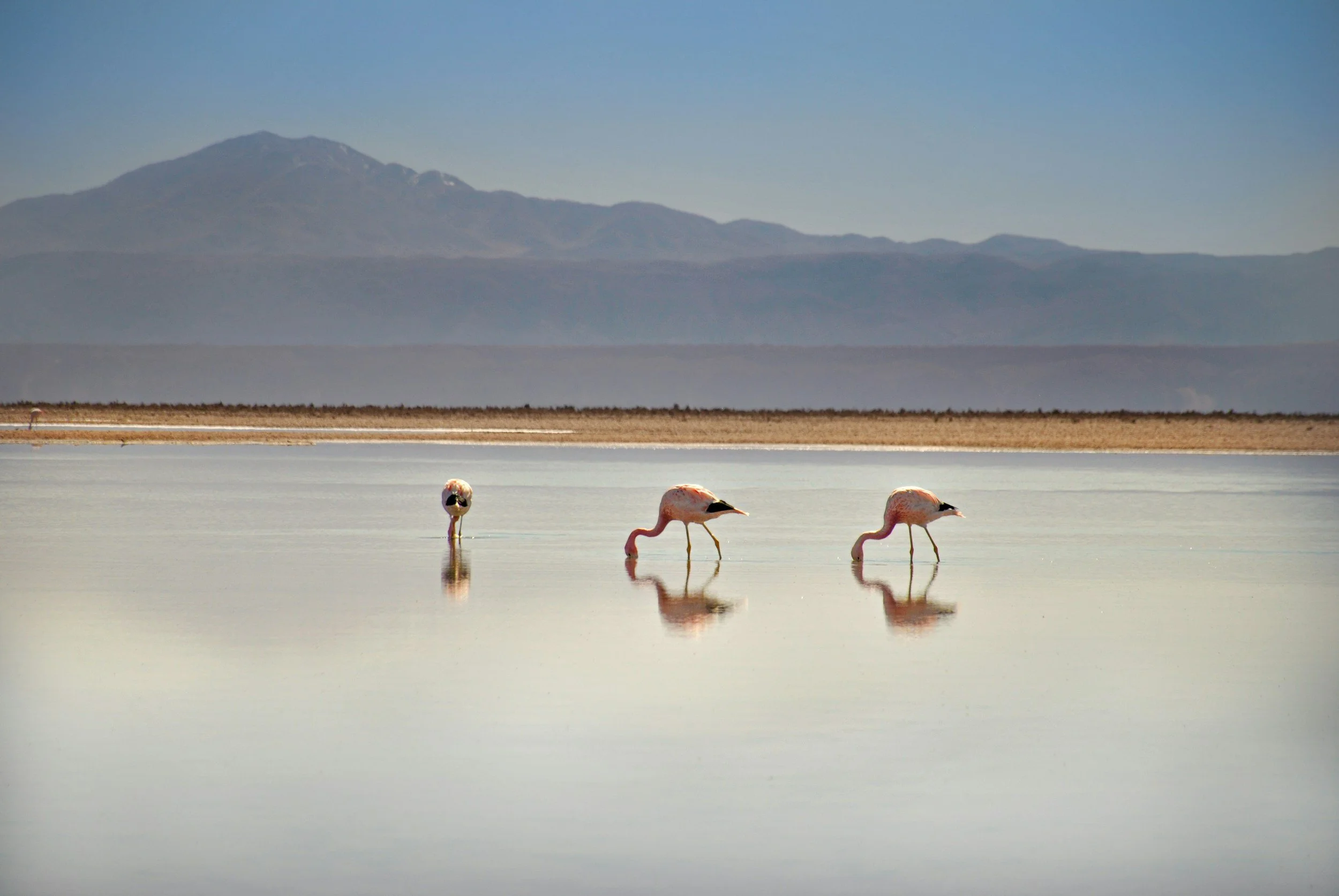 Flamingos in an Atacama altiplanic lagoon, Chile