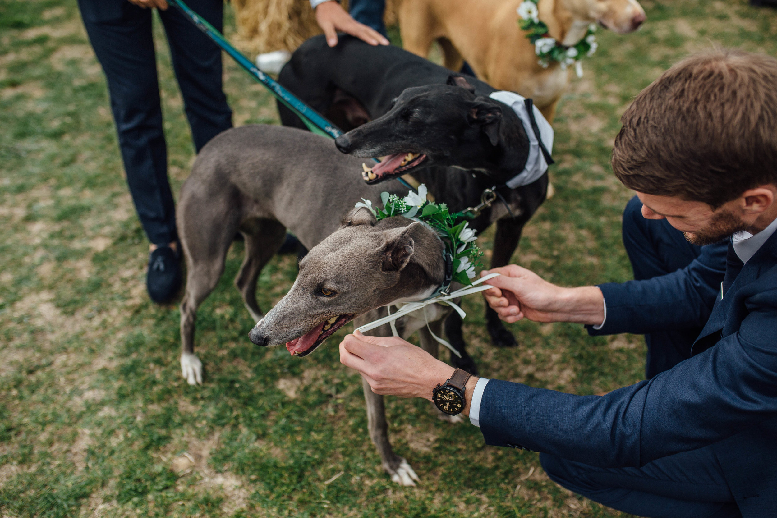 Sheffield Marquee Festival Wedding with Dogs